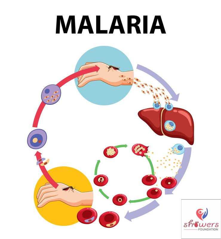 Life Cycle of Malaria