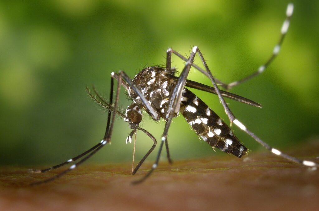 A Picture of a Mosquito, Feeding, This process is one of the first steps towards transmitting Malaria. Showers Foundation. For effectiveness in Preventing Malaria, Breading areas of this mosquito and conditions favourable to breeding should be curbed.